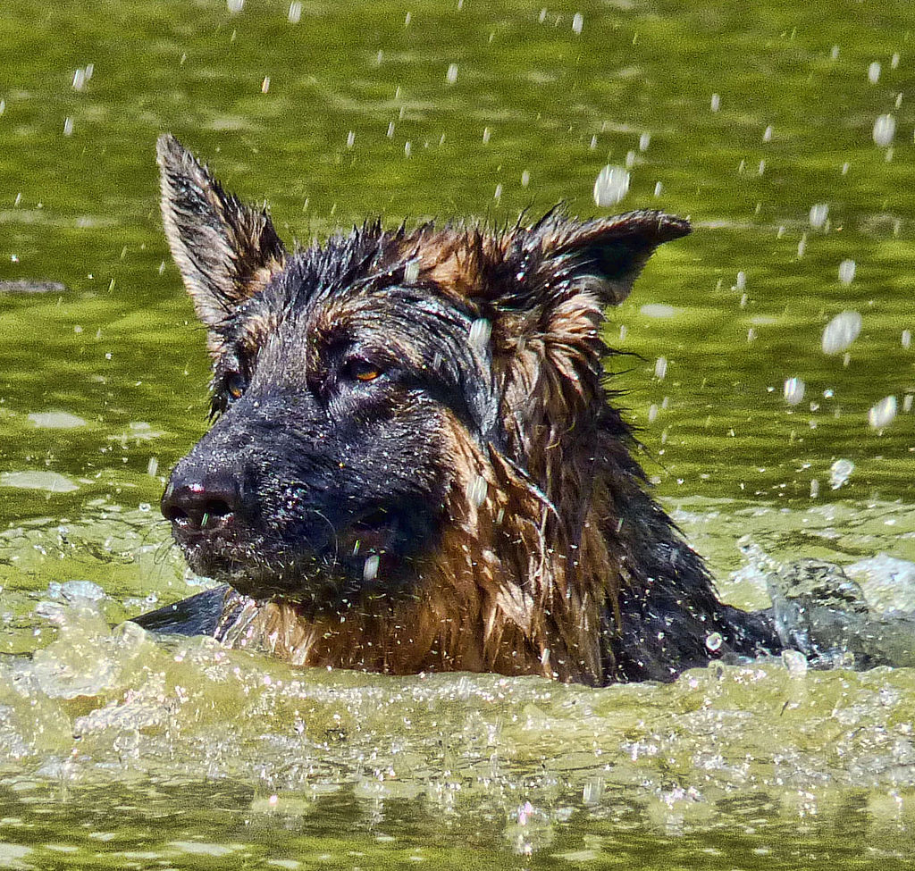 1024px-german_shepherd_at_little_swiss