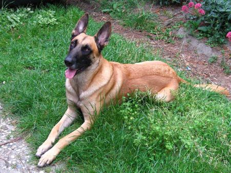 1024px-belgian_shepherd_malinois_grass