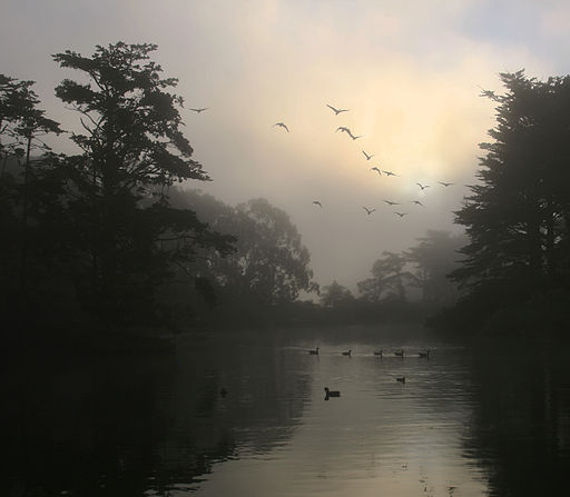 canada_geese_and_morning_fog