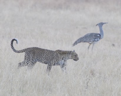 peaceful_coexistence_-_flickr_-_lip_kee