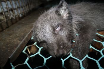 1024px-oikeutta_elaimille_-_fur_farming_in_finland_06