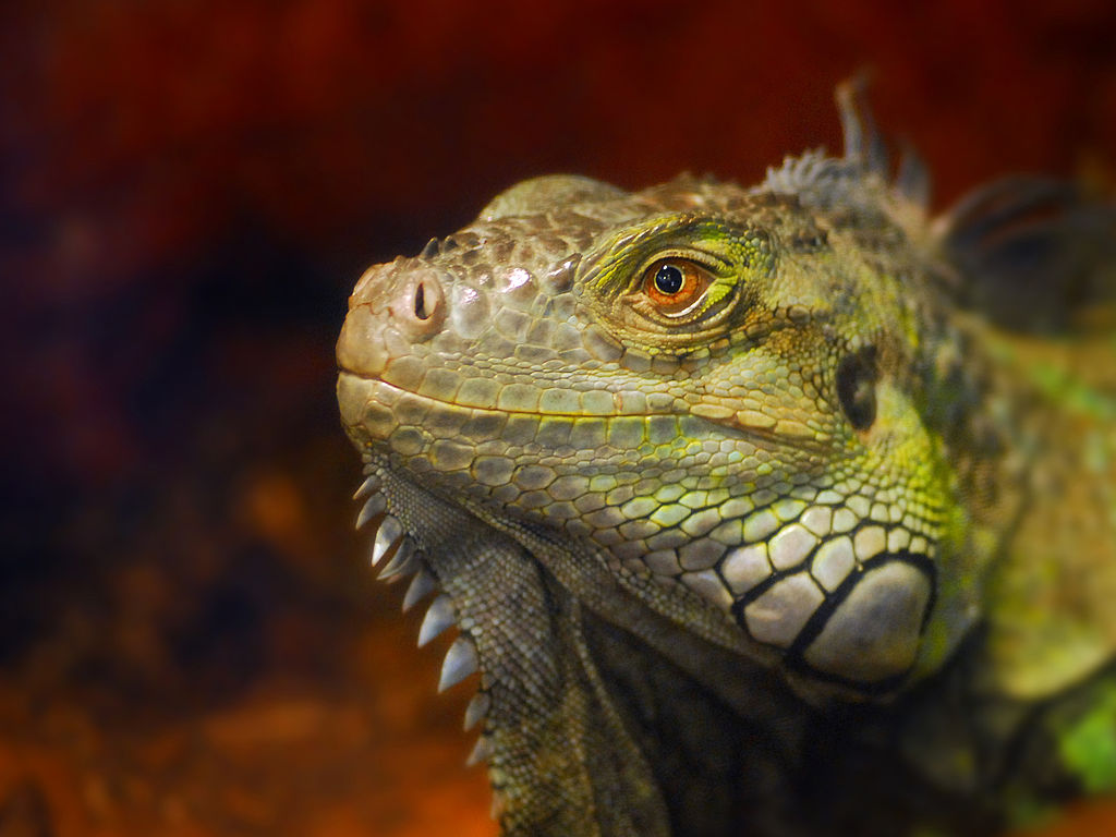 Green_Iguana_at_Ponce_Inlet_Marine_Science_Center._-_Flickr_-_Andrea_Westmoreland