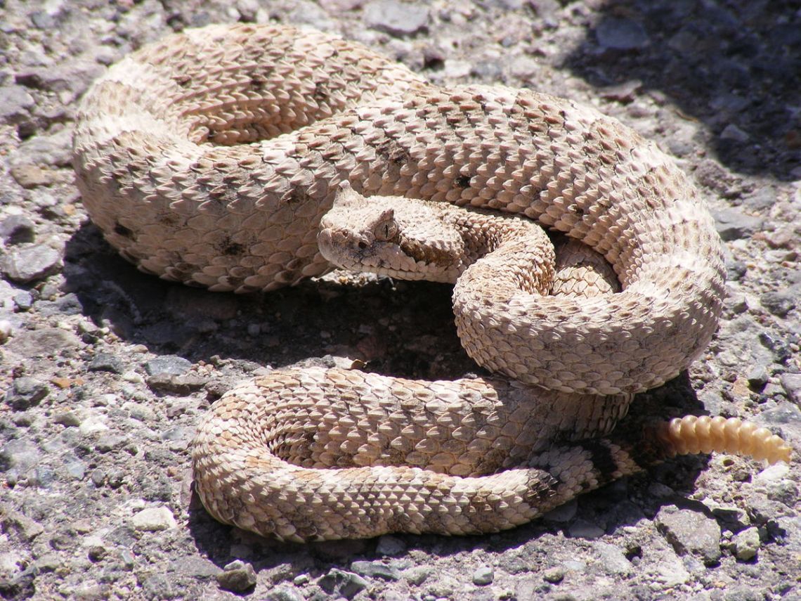 1200px-Crotalus_cerastes_mesquite_springs_CA