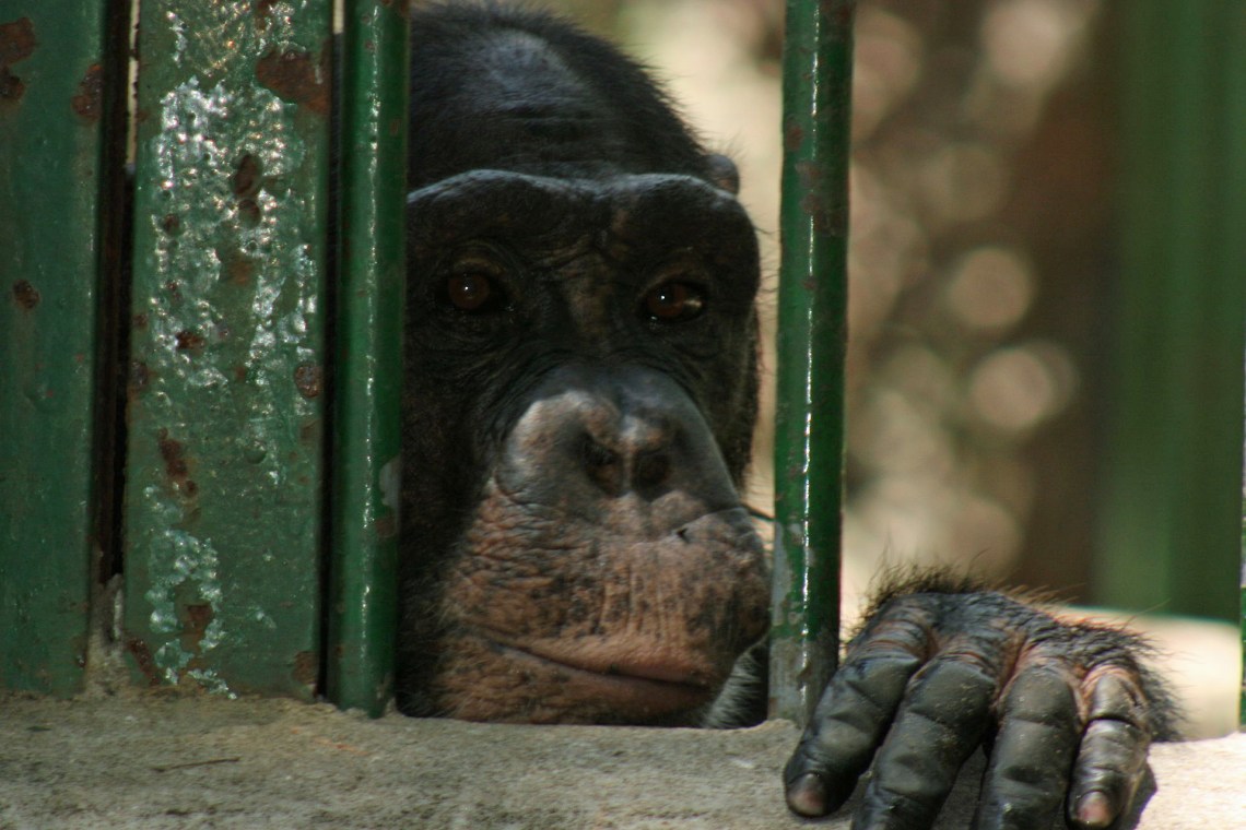 1920px-20070520_3429_Chimp