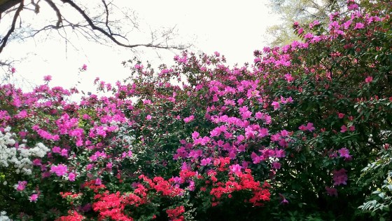 Springing Forth 2017