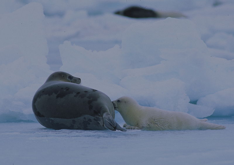 800px-Harp_seal_mother_and_pup