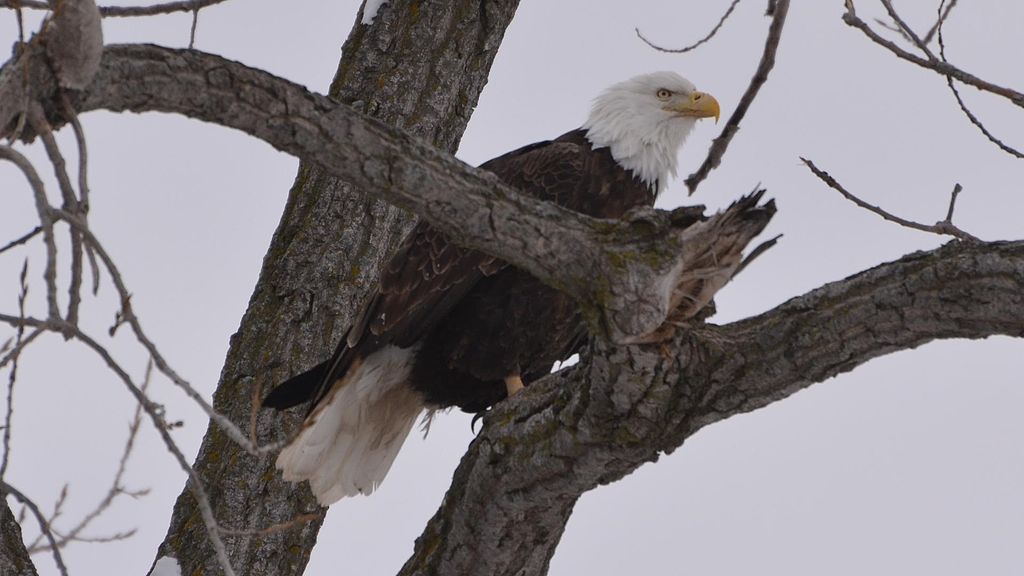 American_Bald_Eagle_(8528525011)