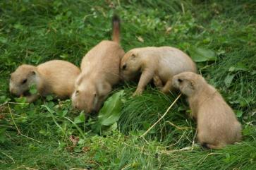 prairie-dog-pups-725x483