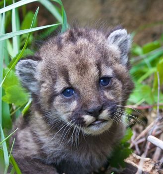 Mountain lion kitten