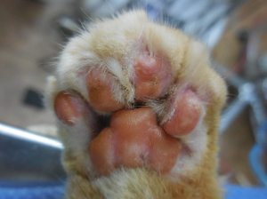 declawed_paw