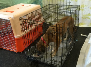 first dog into the facility