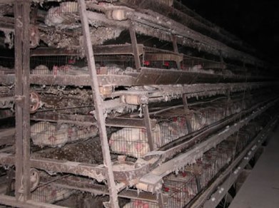 Animal_Abuse_Battery_Cage
