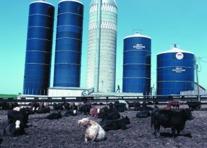 Cows_Feedlot_Iowa