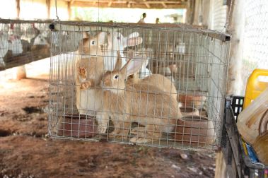 Rabbit_farming_Cuba