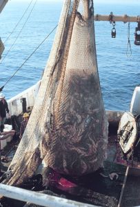 512px-Fish_on_Trawler