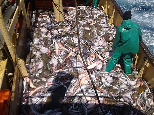 Fish_aboard_trawler_African_Queen_
