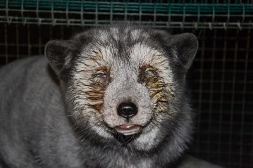 Oikeutta_eläimille_-_Fur_farming_in_Finland_02