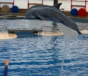 Tursiops_truncatus_20zz