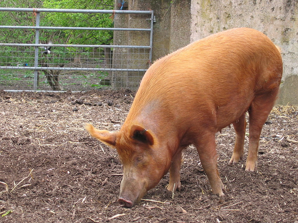1024px-Mudchute_farm_pig_side