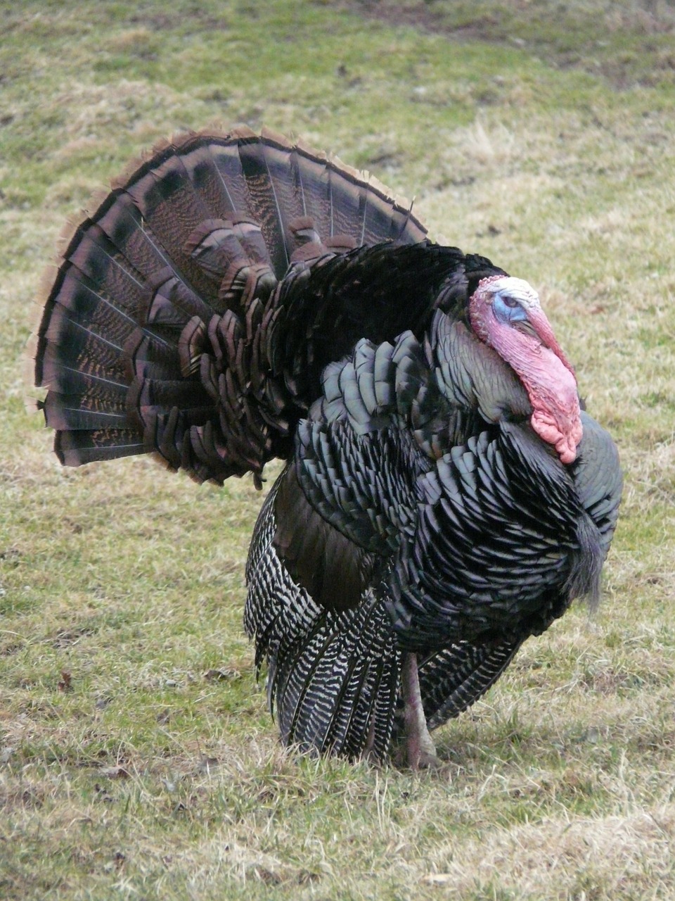 wild turkey