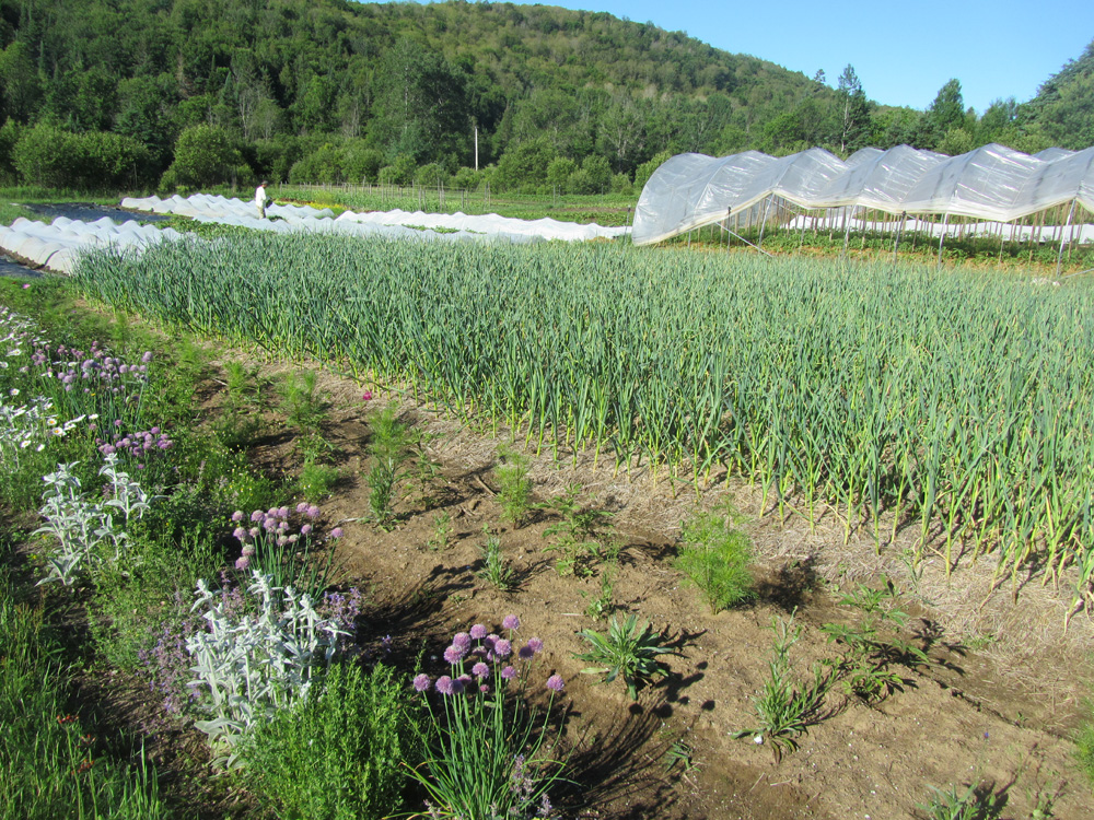 Ferme de l'Aube early summer 2018