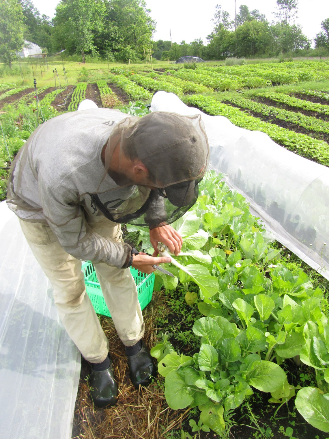 Fête et récoltes fin juin 043.JPG
