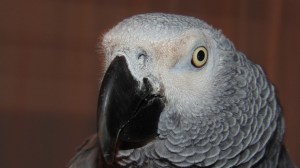 african-grey-2720254_1280