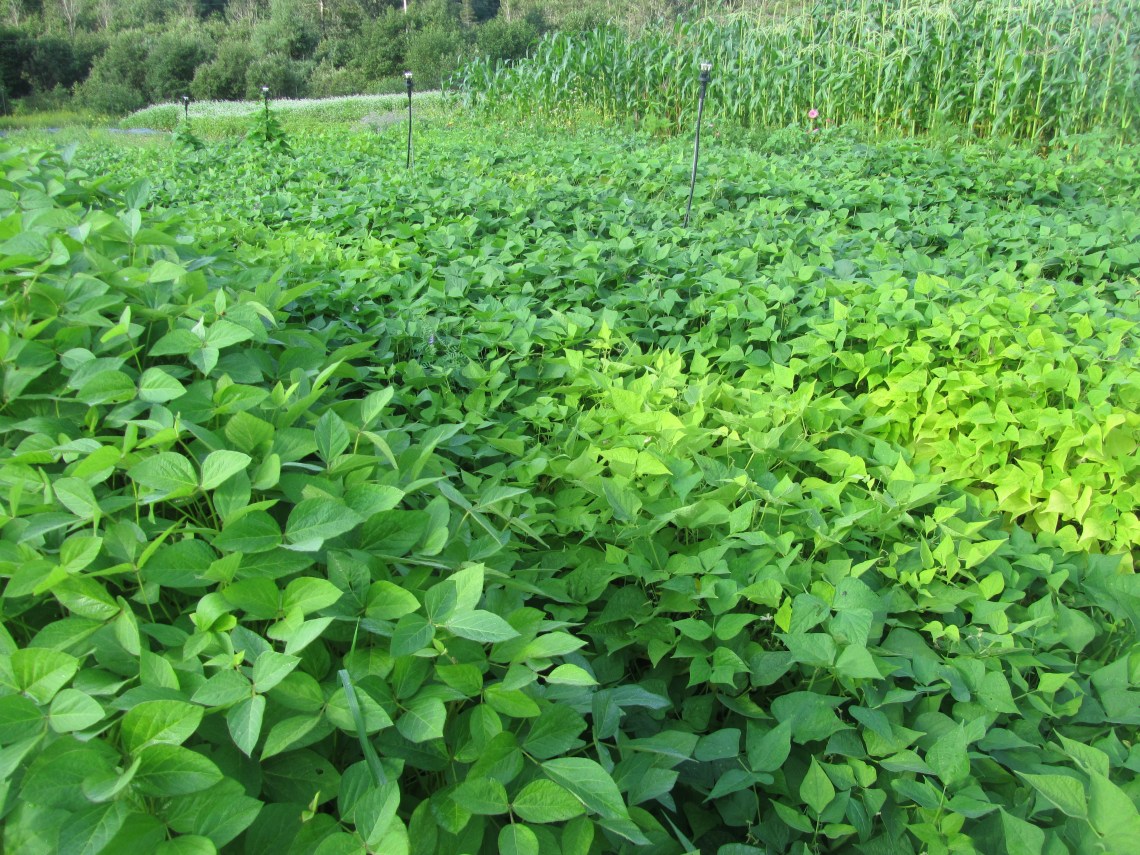 récoltes début aout 2018 005