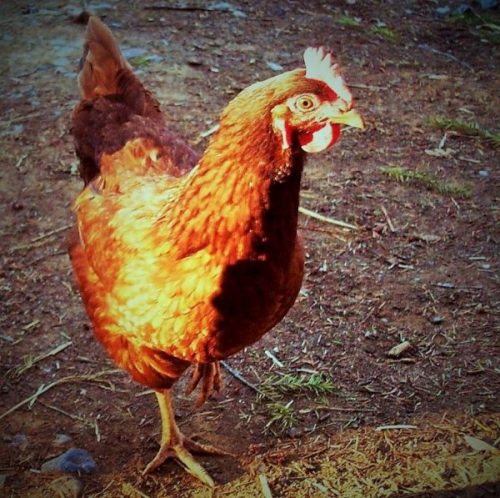 bird in morning light