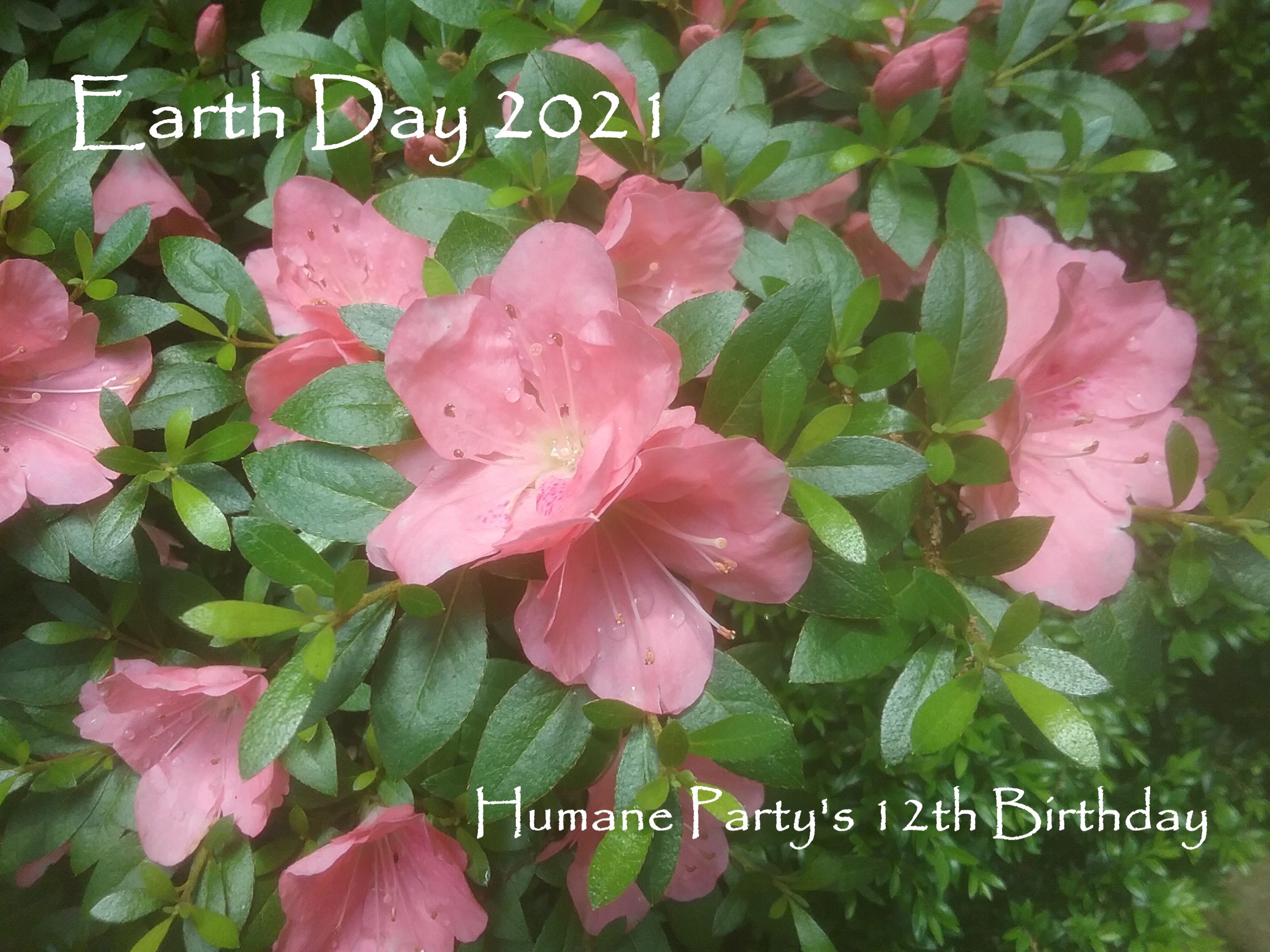 Flowers celebrating Earth Day 2021 and the Humane Party's 12th Birthday | Photo by Humane Herald staff