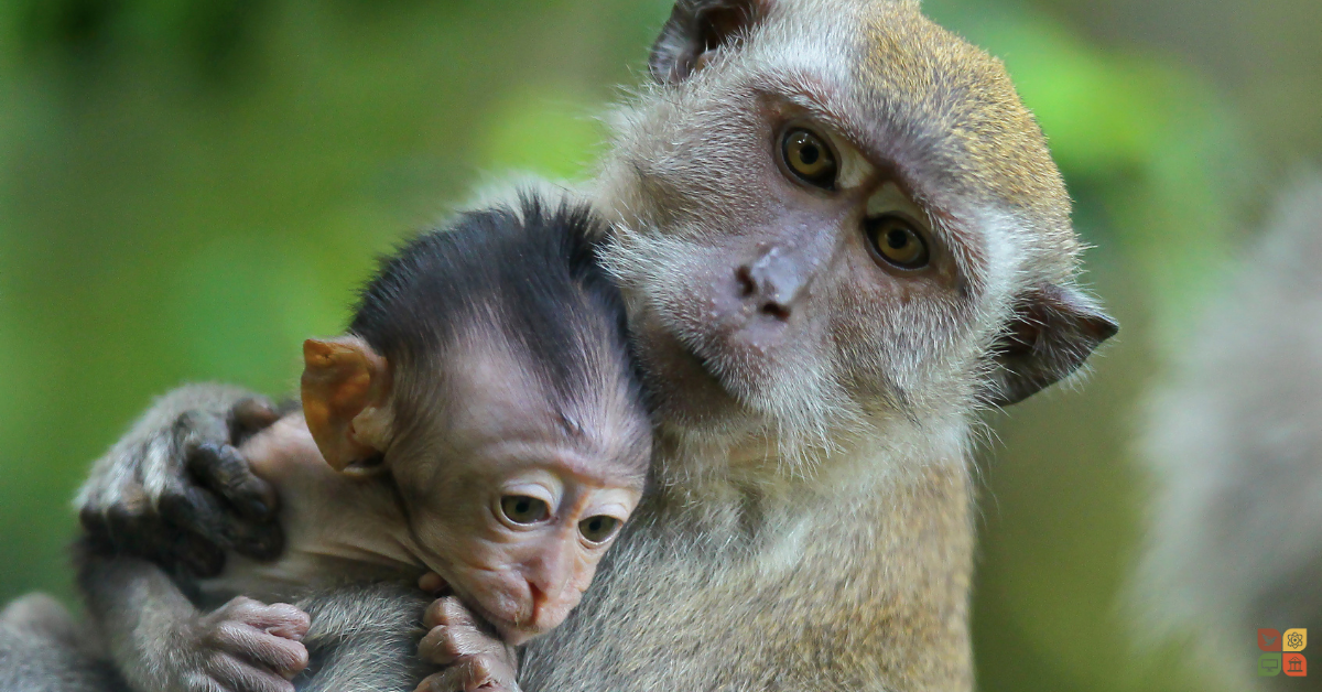 Mother monkey gently holding her baby close, symbolizing love, protection, and the bond of family in the natural world.