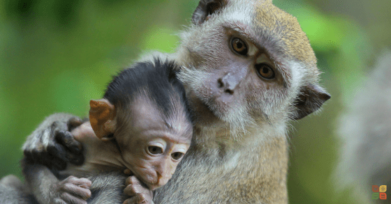 Mother monkey gently holding her baby close, symbolizing love, protection, and the bond of family in the natural world.