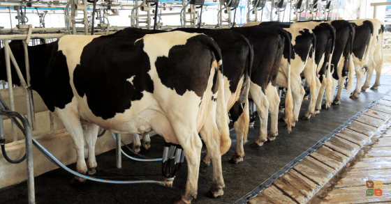 Rows of dairy cows connected to milking machines in an industrial facility — showing how language like “processing” hides the reality of exploitation.