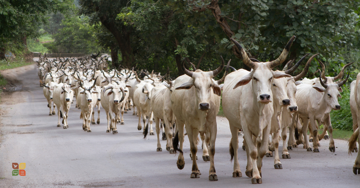 A herd of cattle walking together along a rural road, symbolizing collective movement, justice, and animal liberation
