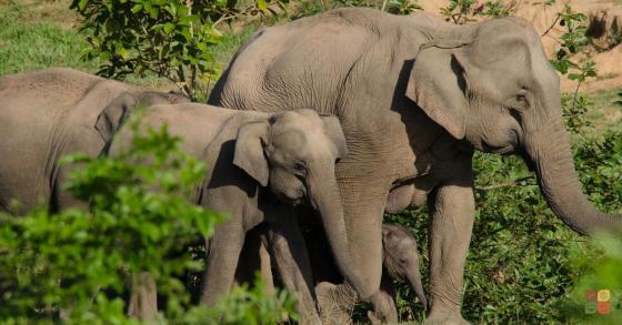 Elephant family walking together in nature, symbolizing stewardship, care, and ethical responsibility in movement spaces