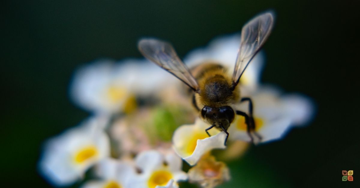Close-up of a bee pollinating white and yellow flowers, symbolizing Earth Day, biodiversity, and the Humane Party’s animal rights mission