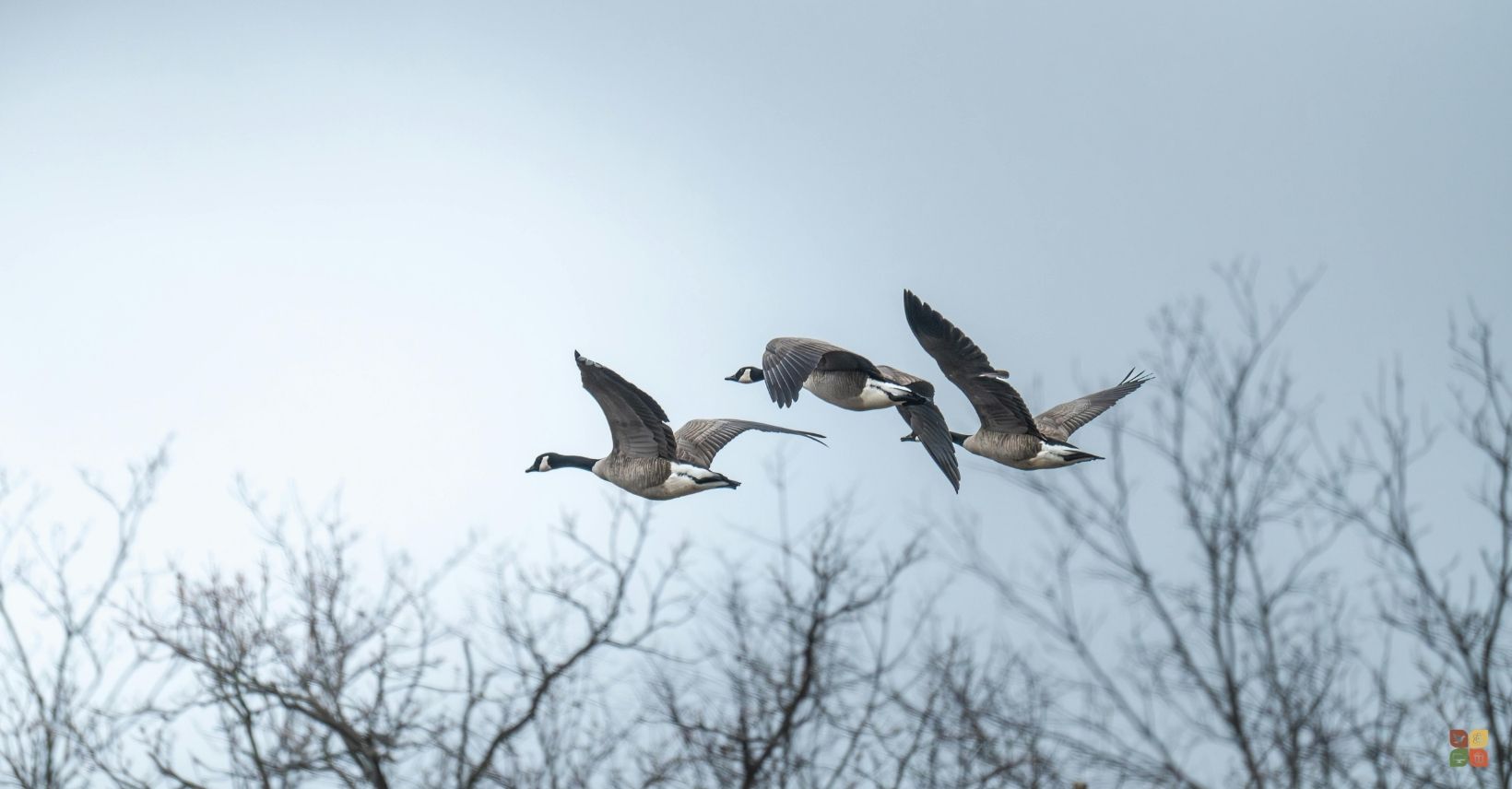 Canada Geese in Flight