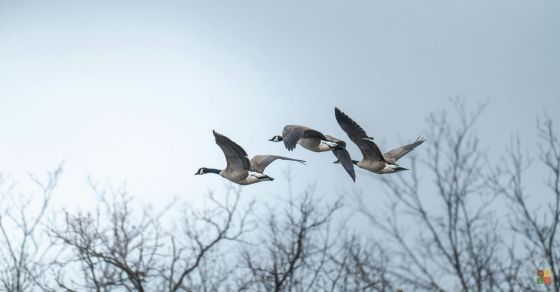 Canada Geese in Flight