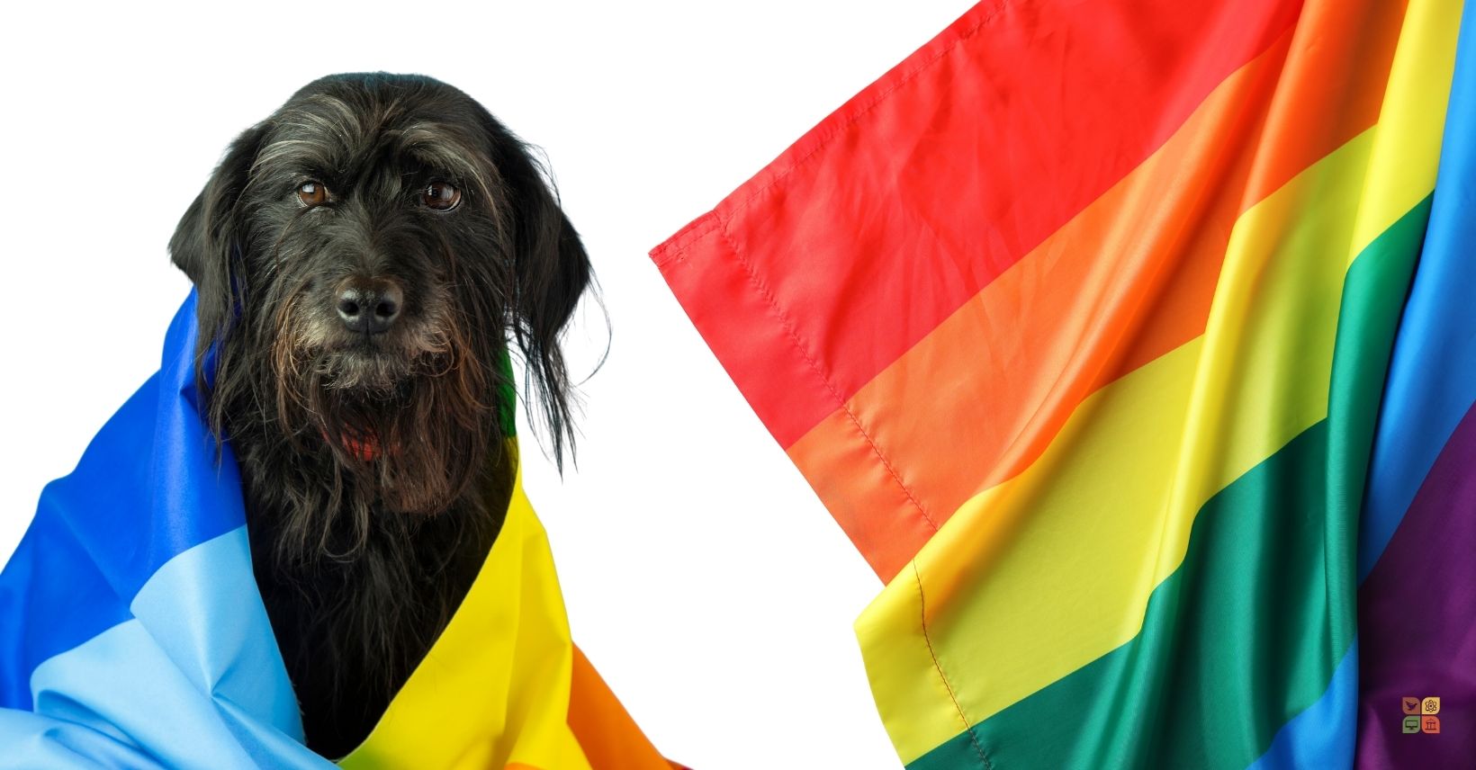 Black dog draped in a blue and yellow flag beside a rainbow Pride flag, symbolizing compassion, LGBTQ+ visibility, and the history of Pride.