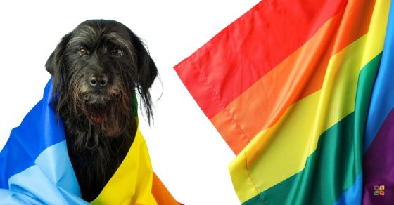 Black dog draped in a blue and yellow flag beside a rainbow Pride flag, symbolizing compassion, LGBTQ+ visibility, and the history of Pride.