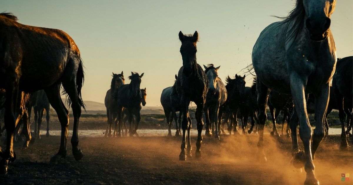 Wild Horses