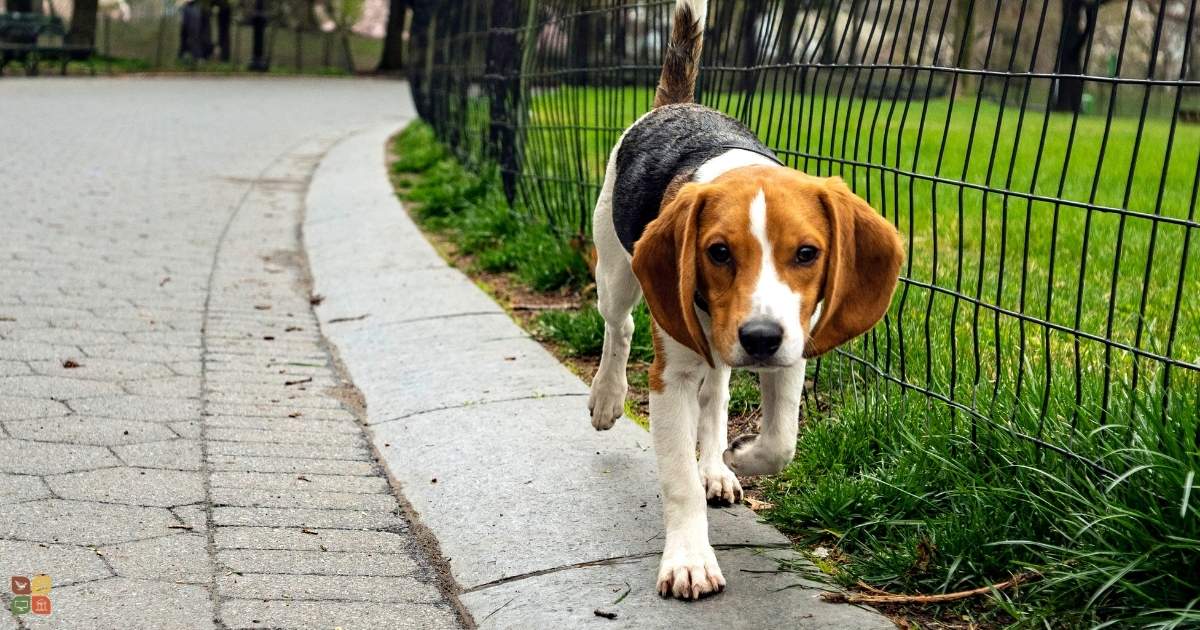 Beagle representing dogs bred by Marshall BioResources for use in animal research and testing.