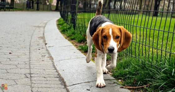 Beagle representing dogs bred by Marshall BioResources for use in animal research and testing.