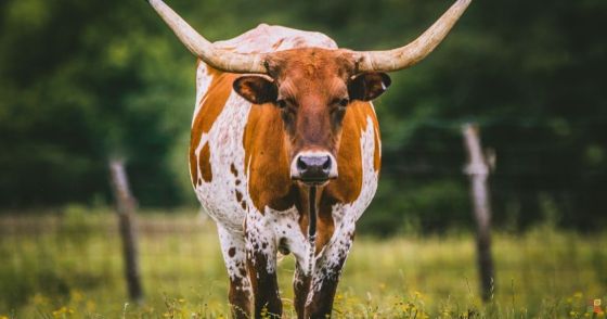 Texas Longhorn cow standing in a green pasture, featured with The Listening Lounge’s “Texas Is Going Vegan.”